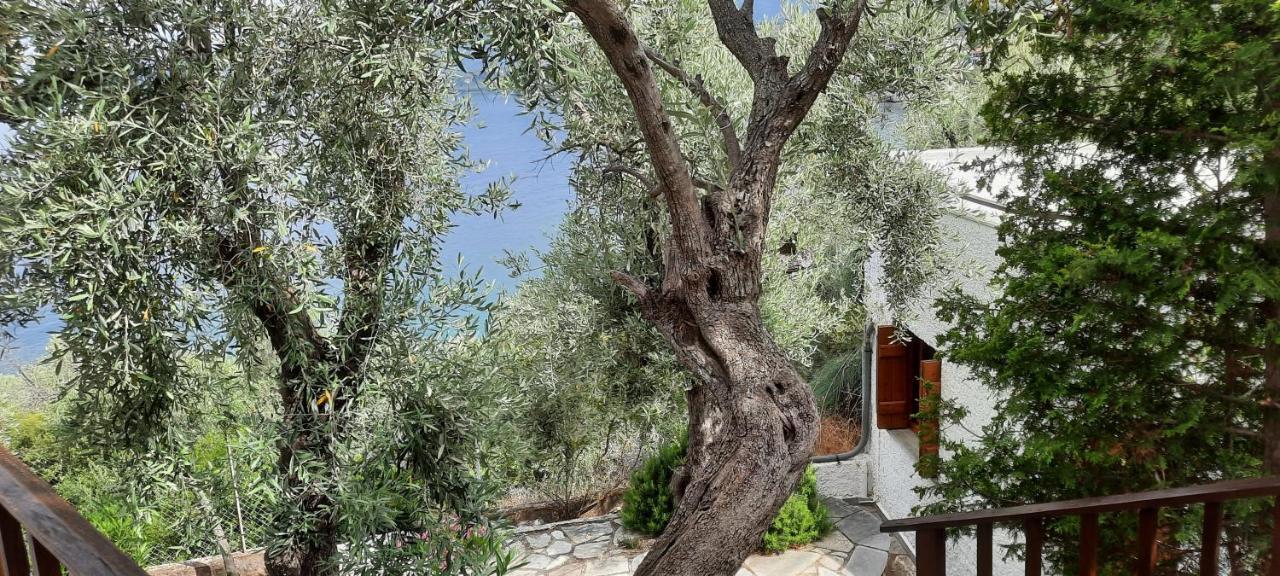 Villa Imelda Άφησσος Εξωτερικό φωτογραφία